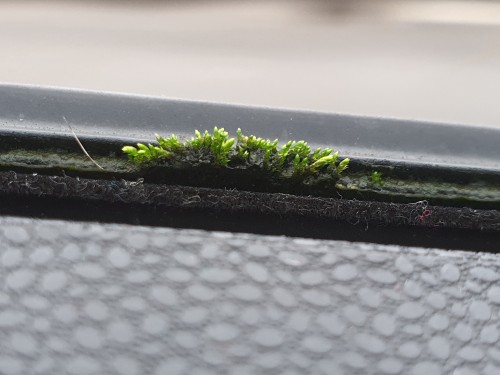 MOSS growing in car rubber seals. disgusting roots destroying rubber seal.