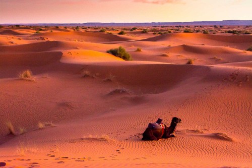 Going to a beautiful place to spend holiday is a great way to spend time. Morocco is one such beautiful city where you will find lot of beautiful place, beaches and wild animal. 
http://moroccobedouintravels.com/