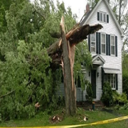 Tree-Removal--Trimming-in-Aberdeena5a6ca09c468a828.png