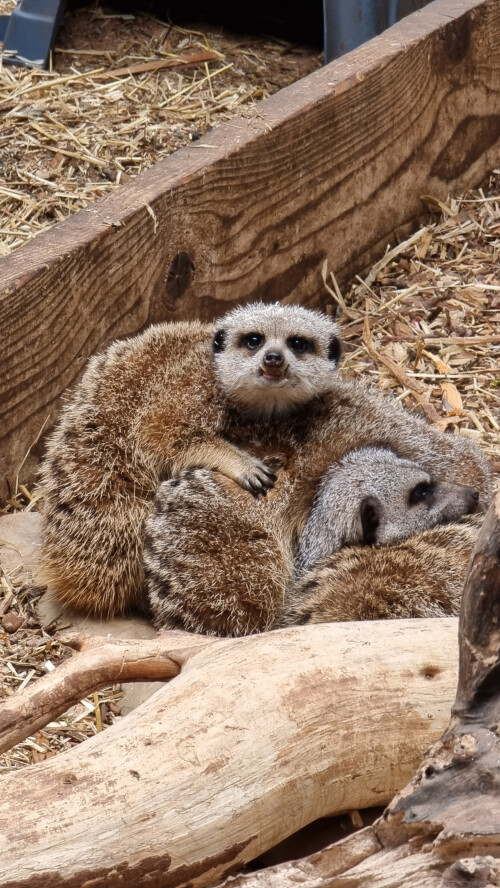 Greenacres Animal Park, Deeside