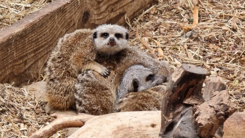 Greenacres Animal Park, Deeside