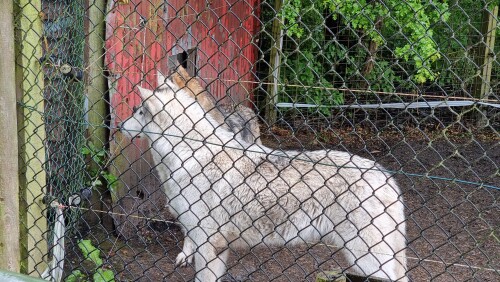 Greenacres Animal Park, Deeside