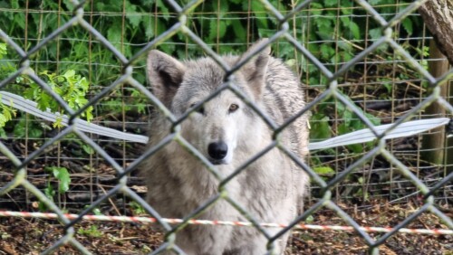 Wolf @ Greenacres Animal Park, Deeside