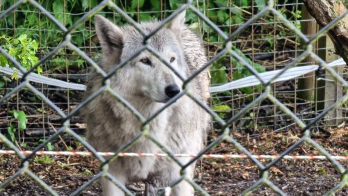 Wolf @ Greenacres Animal Park, Deeside