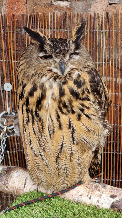 Owl @ Greenacres Animal Park, Deeside