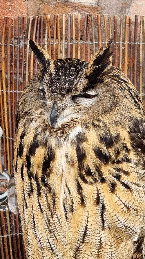 Greenacres Animal Park, Deeside