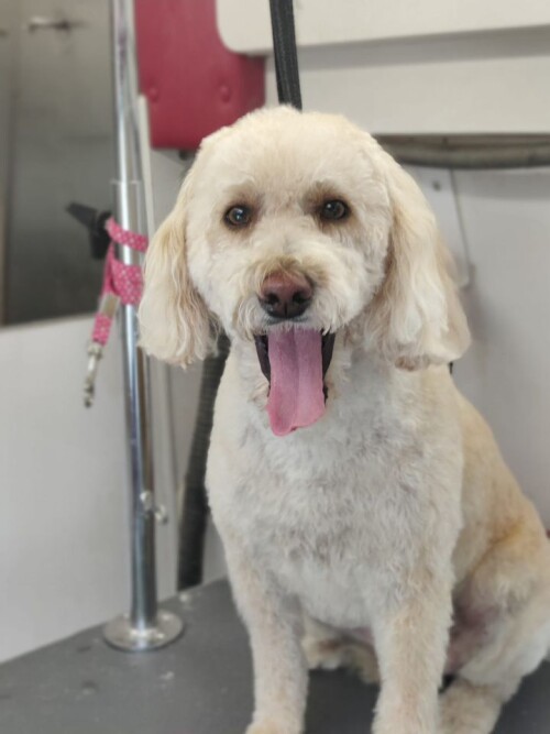 Dog-Grooming6dd9289ef6bc7d76.jpg