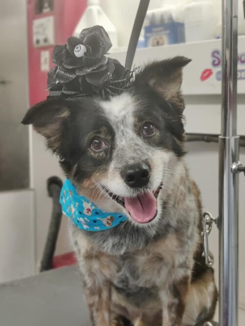 Pet Grooming Fort Wayne