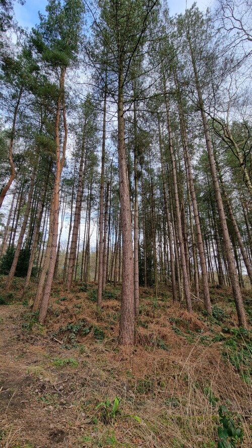 Delamere Forest is a large wood in the village of Delamere in Cheshire, England. The woodland, which is managed by Forestry England, covers an area of 972 hectares making it the largest area of woodland in the county. It contains a mixture of deciduous and evergreen trees