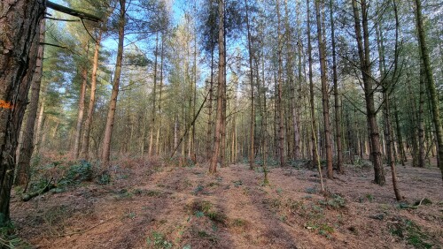 Delamere Forest is a large wood in the village of Delamere in Cheshire, England. The woodland, which is managed by Forestry England, covers an area of 972 hectares making it the largest area of woodland in the county. It contains a mixture of deciduous and evergreen trees