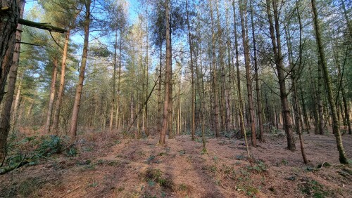 Delamere Forest is a large wood in the village of Delamere in Cheshire, England. The woodland, which is managed by Forestry England, covers an area of 972 hectares making it the largest area of woodland in the county. It contains a mixture of deciduous and evergreen trees