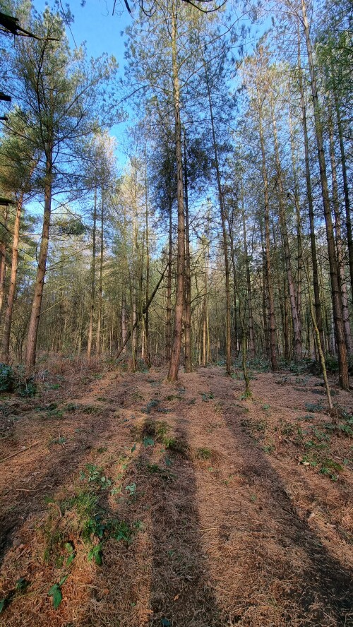 Delamere Forest is a large wood in the village of Delamere in Cheshire, England. The woodland, which is managed by Forestry England, covers an area of 972 hectares making it the largest area of woodland in the county. It contains a mixture of deciduous and evergreen trees