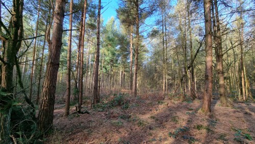 Delamere Forest is a large wood in the village of Delamere in Cheshire, England. The woodland, which is managed by Forestry England, covers an area of 972 hectares making it the largest area of woodland in the county. It contains a mixture of deciduous and evergreen trees