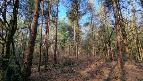 Delamere Forest is a large wood in the village of Delamere in Cheshire, England. The woodland, which is managed by Forestry England, covers an area of 972 hectares making it the largest area of woodland in the county. It contains a mixture of deciduous and evergreen trees