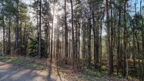 Delamere Forest is a large wood in the village of Delamere in Cheshire, England. The woodland, which is managed by Forestry England, covers an area of 972 hectares making it the largest area of woodland in the county. It contains a mixture of deciduous and evergreen trees