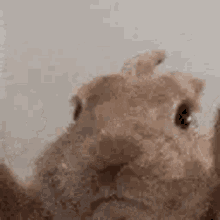 bunny-rabbita0e0397727056297.gif