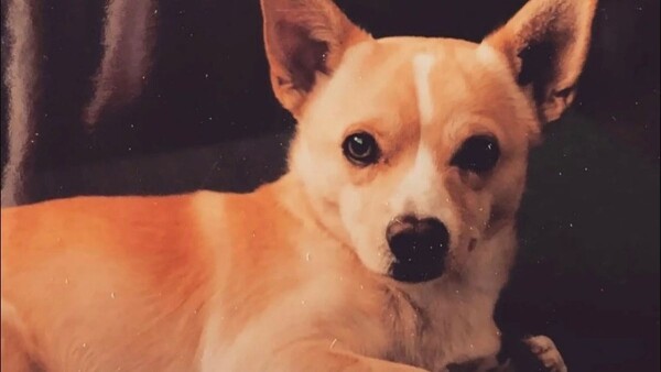 A 22-year-old dog has officially been named the Guinness World Records’ “oldest dog living”.

Pooch Gino, who hails from California, was born on September 24, 2000. He was adopted by his current owner, Alex Wolf, in 2002, from Colorado’s Humane Society of Boulder Valley shelter.

Alex, 40, who was a sophomore at the University of Colorado Boulder at the time, said that Gino’s longevity was a result of a healthy, balanced diet, good veterinary care and having a zest for life, according to the “Today” show .

He said: “I give him all the credit. He’s gotten a lot of love, and I think he’s just a strong dog. He’s been there every step of the way. I’m so glad we got him. He’s the best.”