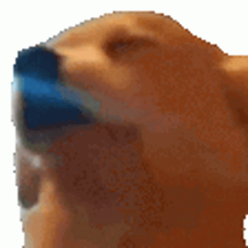 dogjam-dog672240f7ca07d574.gif