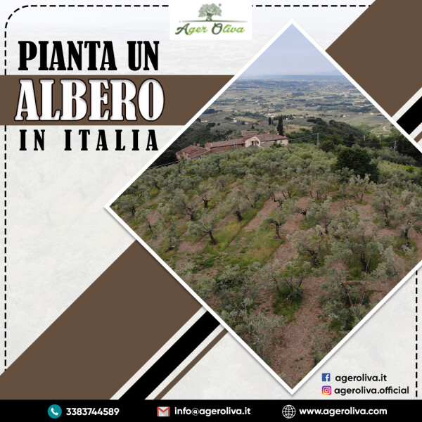 Pianta UN Albero in Italia