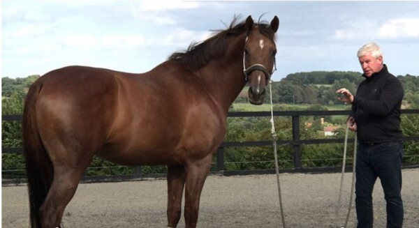 Richard Maxwell is an equestrian professional, an expert in equine behaviour whose training can help you with loading issues, napping, bucking etc. Online training videos are available as well as bodwork and hypnotherapy.

https://www.richard-maxwell.com/