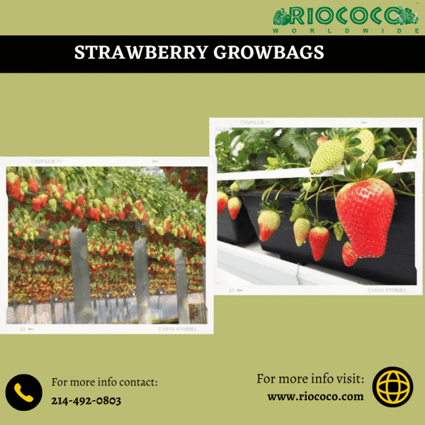 Looking for high-quality strawberry growbags for soilless farming? Look no further than the international coco coir supplier, RIOCOCO. Since the establishment, we have been producing & offering superior quality coco coir substrates for hydroponics greenhouse vegetables such as tomatoes, cucumbers, strawberries, blueberries, watermelons, capsicums, eggplants, etc. All products are 100% biodegradable and excellent choices for healthy root development and fast seed propagation. Visit our website https://www.riococo.com/hydroponic-greenhouse-vegetables/