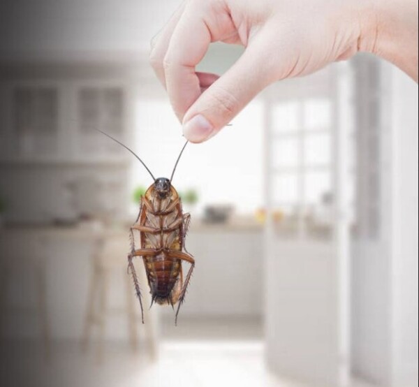 Pest Control Services Cleveland
Do you need assistance getting rid of all the bugs in your home Tri State Termite Pest Control offers pest control services that are safe, effective, and ecologically responsible Contact us right away to learn more.For more detailed information about Pest Control Services Cleveland visit here https://www.tristatetermite.com/