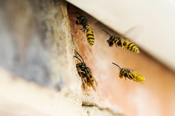 Do you need assistance getting rid of all the bugs in your home Tri State Termite Pest Control offers pest control services that are safe, effective, and ecologically responsible Contact us right away to learn more.For more detailed information about Pest Control Company Greenville visit here https://www.tristatetermite.com/