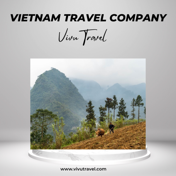 Vietnam travel company, help you plan your itinerary and make sure that you have enough time to see all the sights. And provide you with useful information about the country. Now visit the best Vietnam travel company. Visit us: https://www.vivutravel.com/