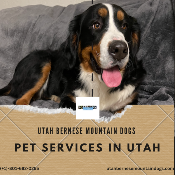 Looking for top-notch Pet services in Utah? Our dedicated team provides a wide range of expert pet care solutions tailored to meet your furry friend's unique needs. From grooming and boarding to specialized training, we prioritize the well-being and happiness of your beloved companion. Visit us:  
https://utahbernesemountaindogs.com