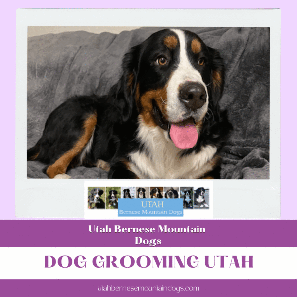 Dog-grooming-Utah7d1b26176cee60dd.gif