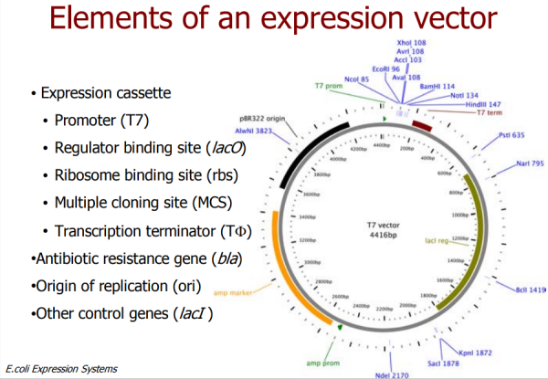 DH5a-BL21-and-TOP10-are-strains-of-Escherichia-coli.82db39ac314e7377.png