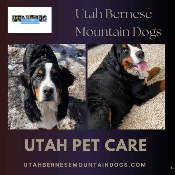 Elevate your pet's well-being with top-notch Utah pet care services. Our dedicated team is committed to providing exceptional care and attention to your furry family members. From regular check-ups to specialized treatments, we prioritize your pet's health and happiness. With a passion for animals, our experienced professionals in Utah ensure a comfortable and stress-free environment for your pets.  Visit us : 
https://utahbernesemountaindogs.com