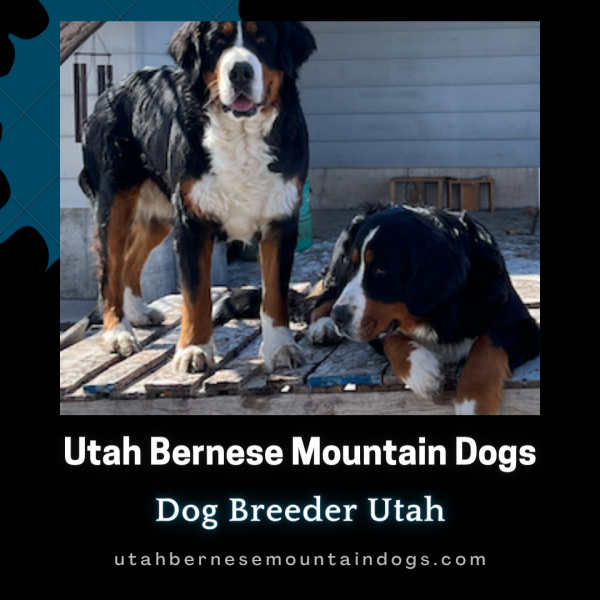 Our puppies are raised with great care because their health is our first priority, and we are ensuring it by providing them with good food. Explore our new house, Utah Bernese Mountain Dogs, for a wider option relating to breed and meet with our puppies. So go to your PC and search our official website, or you can make a call directly at 08016820255 to get connected with us. Visit us: 
https://utahbernesemountaindogs.com/