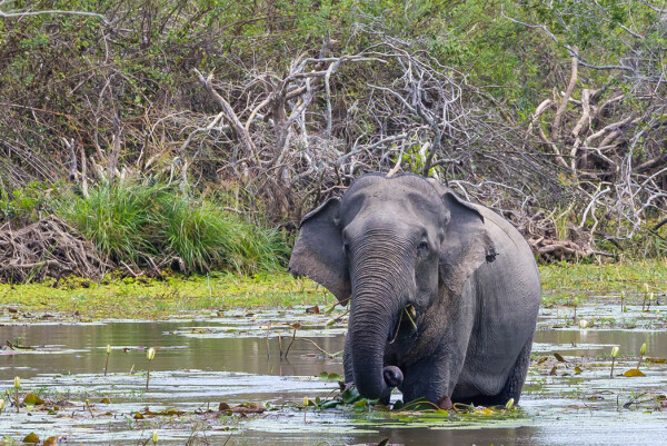 Sri Lanka Eco Tour is the best travel agency offering various tour packages to explore Sri Lanka and its features. This island nation is full of several cultural, religious, and natural places that leave you awe-inspiring. Visit the website or dial +94 76 923 8260 for more information!

https://srilankaecotour.com/