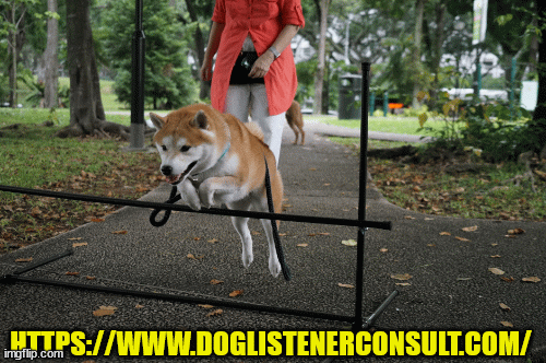 doglistenerconsult